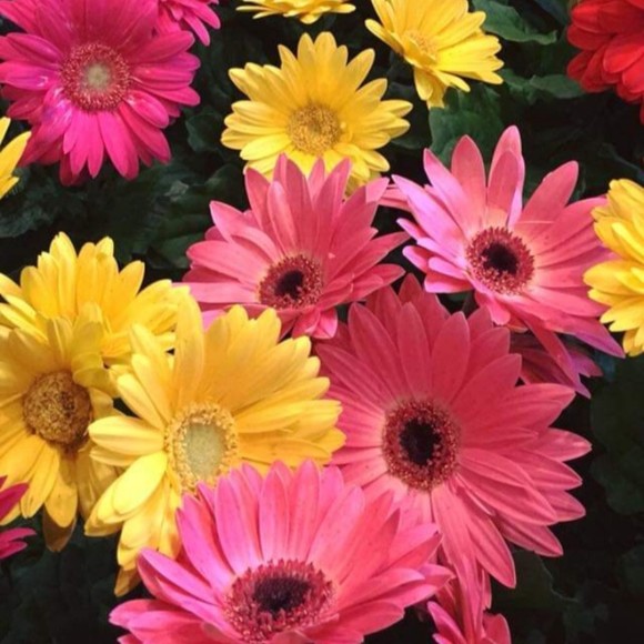 Meet your Posher, Toni - Picture 1 of 1